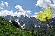30 Pulsatilla alpina sulfurea  con vista  verso il Cimon della Bagozza